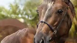 These Horses do NOT exist | Interpolation Loop (StyleGAN2)