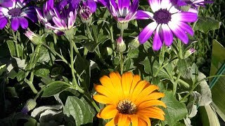 My Faery Garden in Spring