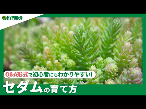 セダムの育て方 どんな場所で育てたらよいの 水やりや肥料 増やし方もご紹介 Plantiaq A 植物の情報 育て方をq A形式でご紹介 Youtube