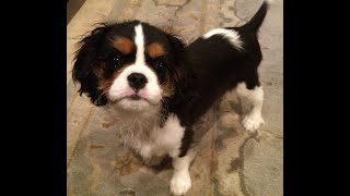 Isabelle the cutest puppy by Isabelle The Cavalier 5,833 views 1 year ago 1 minute, 55 seconds