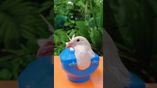 kabutor treatment dragon #birds #viral #shorts #pigeon #pigeontreatment