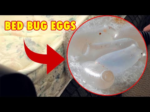 Bed Bug Eggs - How to find and kill them