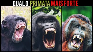 Top 7 Primatas Mais Poderosos Do Mundo.