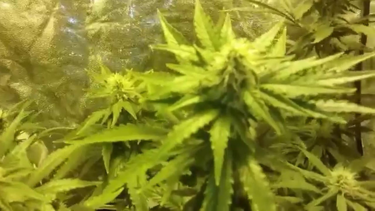 Bubblegum day 29 flowering