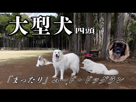 大型犬：ボルゾイ・グレートピレニーズ・レオンベルガー  かすみがうらドッグ＆MTBパーク [4K]