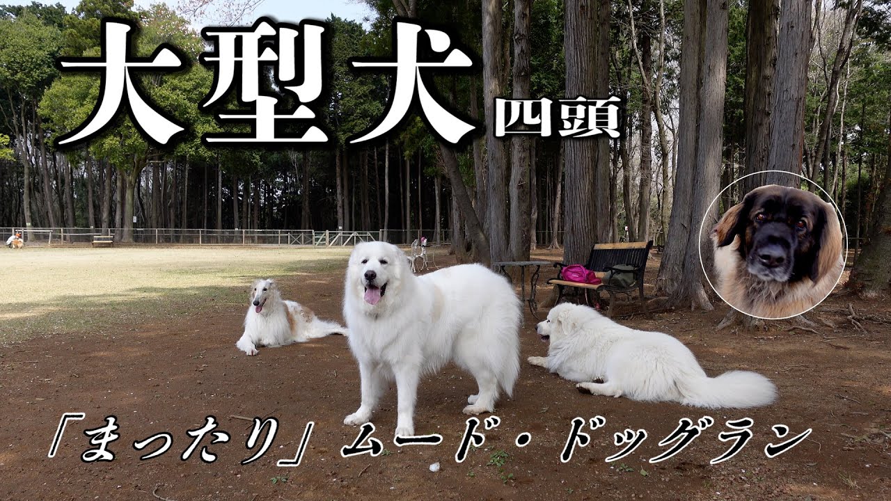 大型犬：ボルゾイ・グレートピレニーズ・レオンベルガー かすみがうら