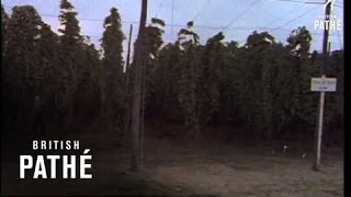 Hop Fields  (1970)