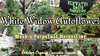 White Widow Autoflower Outdoor|Week 9 Perpetual Harvesting|Cannabis Organic Outdoor|Season 3