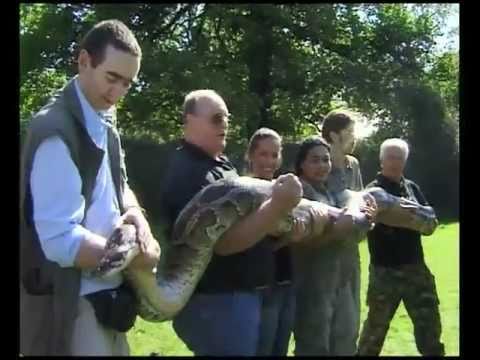Big Bertha the monster snake -  Britain's biggest burmese python?