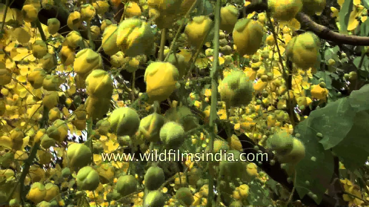 Golden Shower or  Indian Laburnum