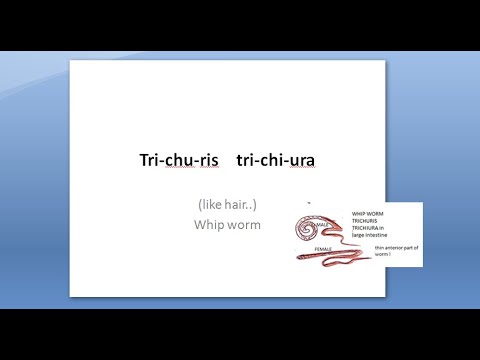 పారాసిటాలజీ 186 a Trichuris trichiura విప్ వార్మ్ లైఫ్ సైకిల్ TrichoCephaliasis caecum parasite