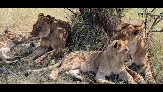Queens of the Masai Mara | A Lioness's Love Before the Hunt | Kenya Safari Wildlife