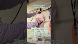 Part 1: Curly #goldendoodle face trim #tutorial #groomer #doggroomingtips