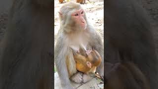 Animal Caring and Protecting Wild Macaques Wonderful Animal World 020921 38