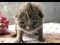 生まれてすぐに母猫に置き去りにされた子猫。優しい人達のおかげでご飯が食べられるようになり、ついに元気を取り戻す！【感動する話】