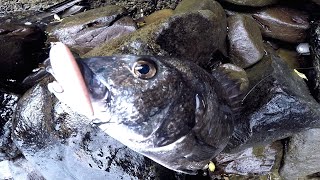 🎣夏のトップゲーム|チヌトップ(クロダイ) 🎣夏のトップゲーム|チヌトップ(クロダイ)