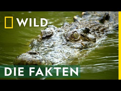 Video: Können Krokodile in der Sonne schrumpfen?