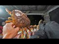 Catch and Cook Dungeness Crab / Surf Perch out of my Truck (Camping Meal)