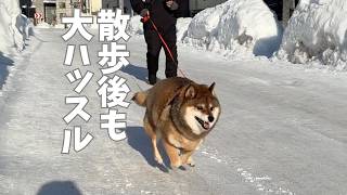 実は2歳？散歩後に大暴れするシニア犬