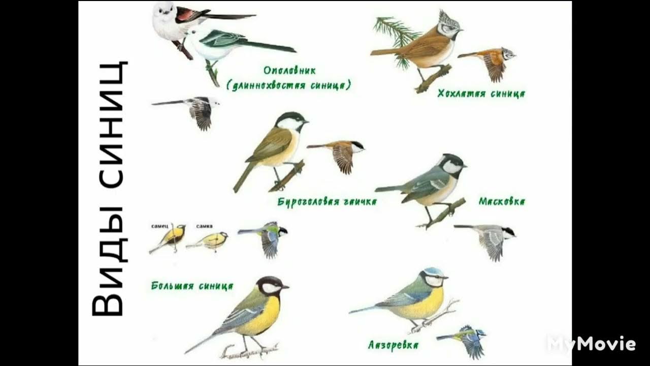 Какие птицы встретились. Синица в воде. Виды синичек. Синицы виды и названия. Виды синиц с картинками.