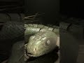Viper in the Abandoned Valley