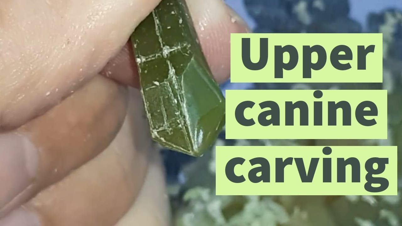 upper canine carving