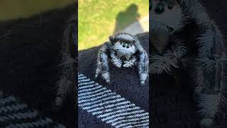 Before & After Animal Transformation #shorts