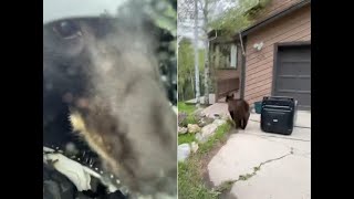 Lorso Si Introduce Nellauto E Rimane Intrappolato