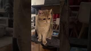 #cat #youtubeshorts #olaf #cute #shortsvideo #viral #pets #shorts #fyp