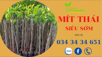 Cây giống Tiên Garden | Lô mít thái siêu sớm mới về| 0343434651