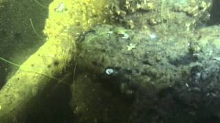 U-1105 September 2013