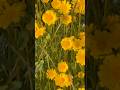 1 de 2. Flores de trinchera #wildflowers #bañosdeflores #bañosdebosque #sierradegredos #ecoturismo