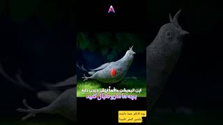 کارتون زیبای spell bound