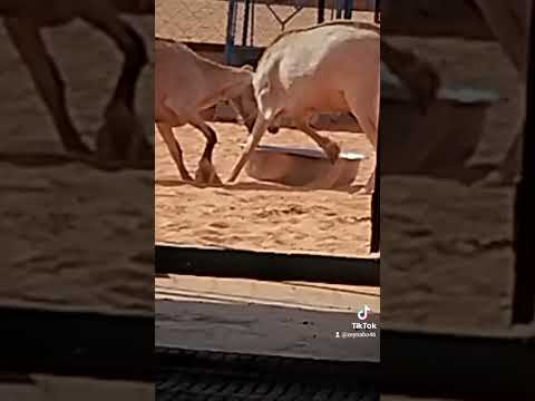 العنز تنطح أمه اعل ملت الحش