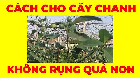 Cách xử lý để cây chanh đậu nhiều quả, tránh rụng quả non