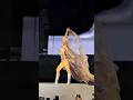 BAD ANGEL LISA FT ANYMA PERFORMANCE IN COAHCELLA 2025 Lisa Coachella 
