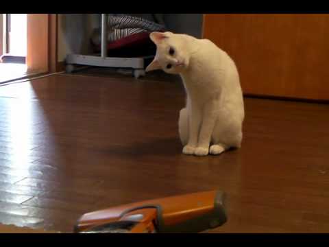 首をかしげる猫 掃除機編 Youtube