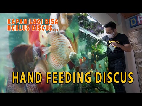 KAPAN LAGI BISA NGELUS DISCUS || HAND FEEDING DISCUS