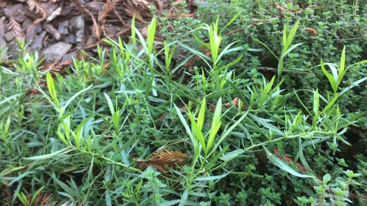 French Tarragon YouTube