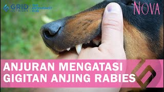 Download Lagu Waspada! Lakukan Cara Mengatasi Luka Gigitan Anjing Rabies dari IDAI Ini.mp4 MP3