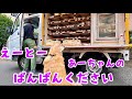 【お買い物あーちゃん】エンゼルさんがやって来た！　ゴールデンレトリバー