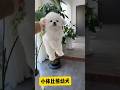 Really cute mouse #cutepet #dog #record #shorts  #shortsfeed