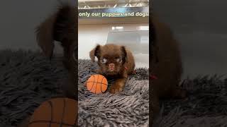 The Calm Puppy Of The Brussels Griffon