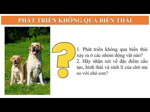 sinh học lớp 11: SINH TRƯỞNG VÀ PHÁT TRIỂN Ở ĐỘNG VẬT