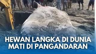 Download lagu PENAMPAKAN HEWAN LANGKA DI DUNIA Terdampar di Pangandaran lalu mati Tragis Dikubur di Pantai