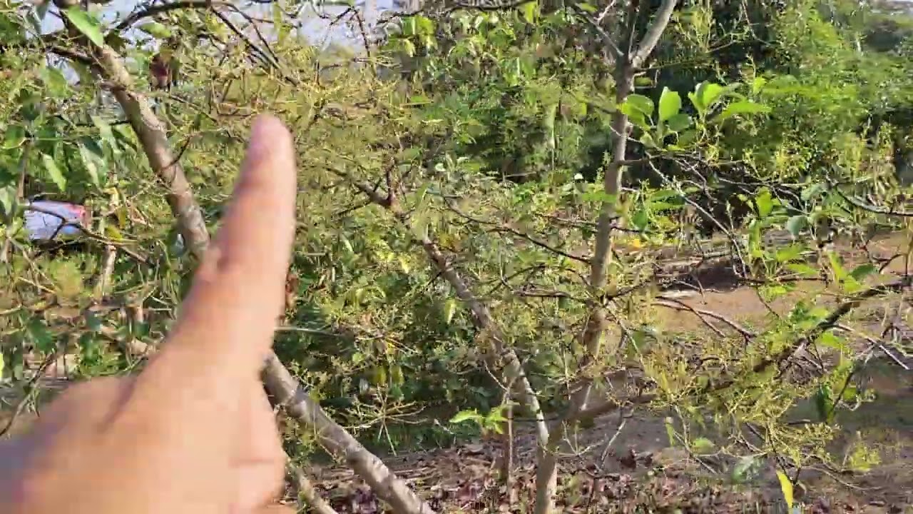 อะโวคาโดติดดอกดูแลยังไง
