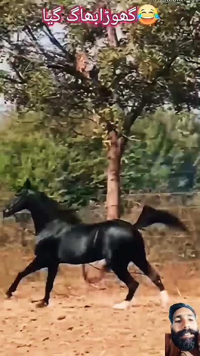 black horse riding freehanded zuljinah horse #horse #horseriding #horseridingschool #лошади #يومي
