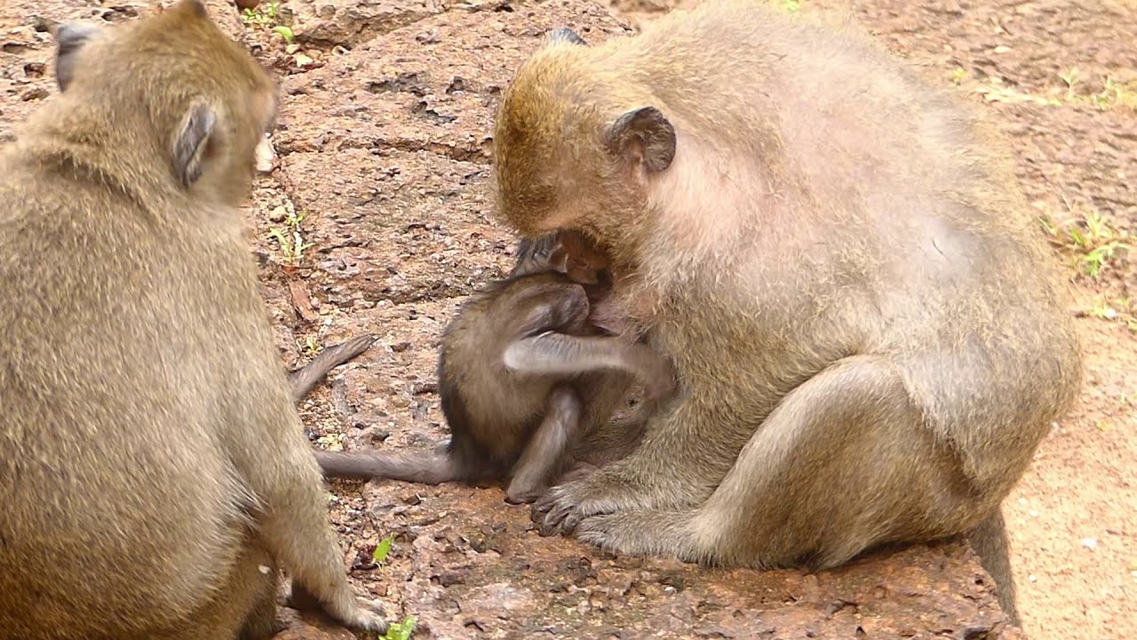 Pity Poor Daniela Dee Dee  Hit Baby on Tree| Daniela Baby Million Crying Nearly Die| Cry Call Mother