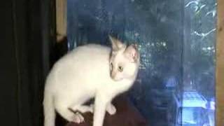 Lona Flame Point Siamese