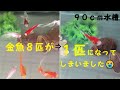 金魚８匹が１匹に。９０ｃｍ水槽から４０ｃｍ水槽に移動／Eight goldfish have become one.